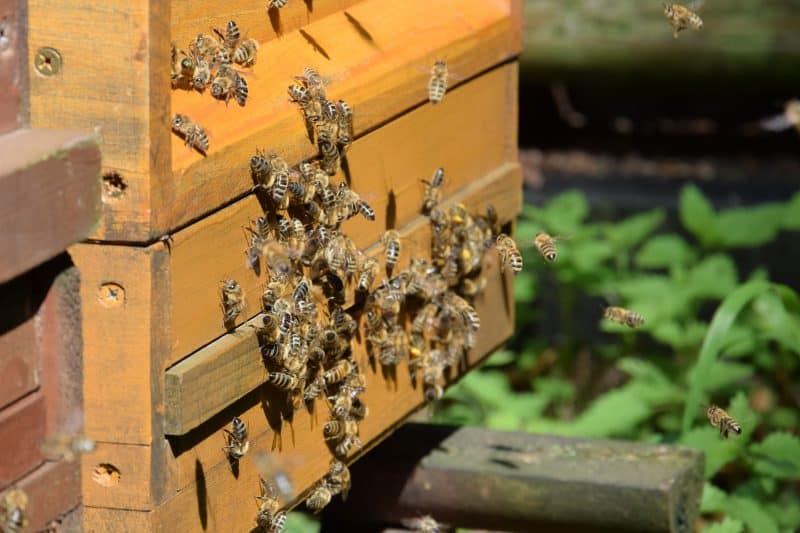 Bienenflug Bienen im Anflug