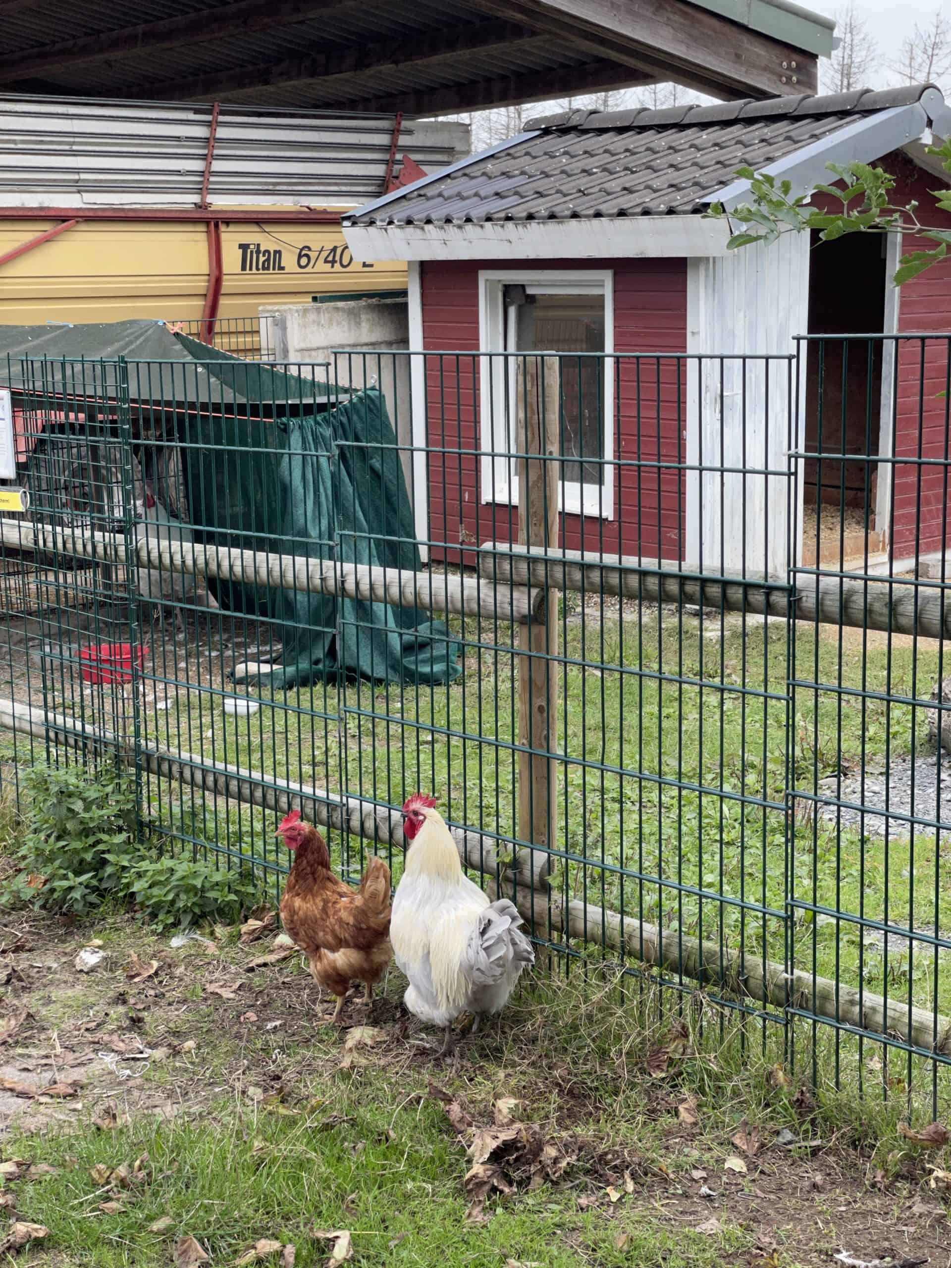 Europäischer Tier- und Naturschutzhof Much