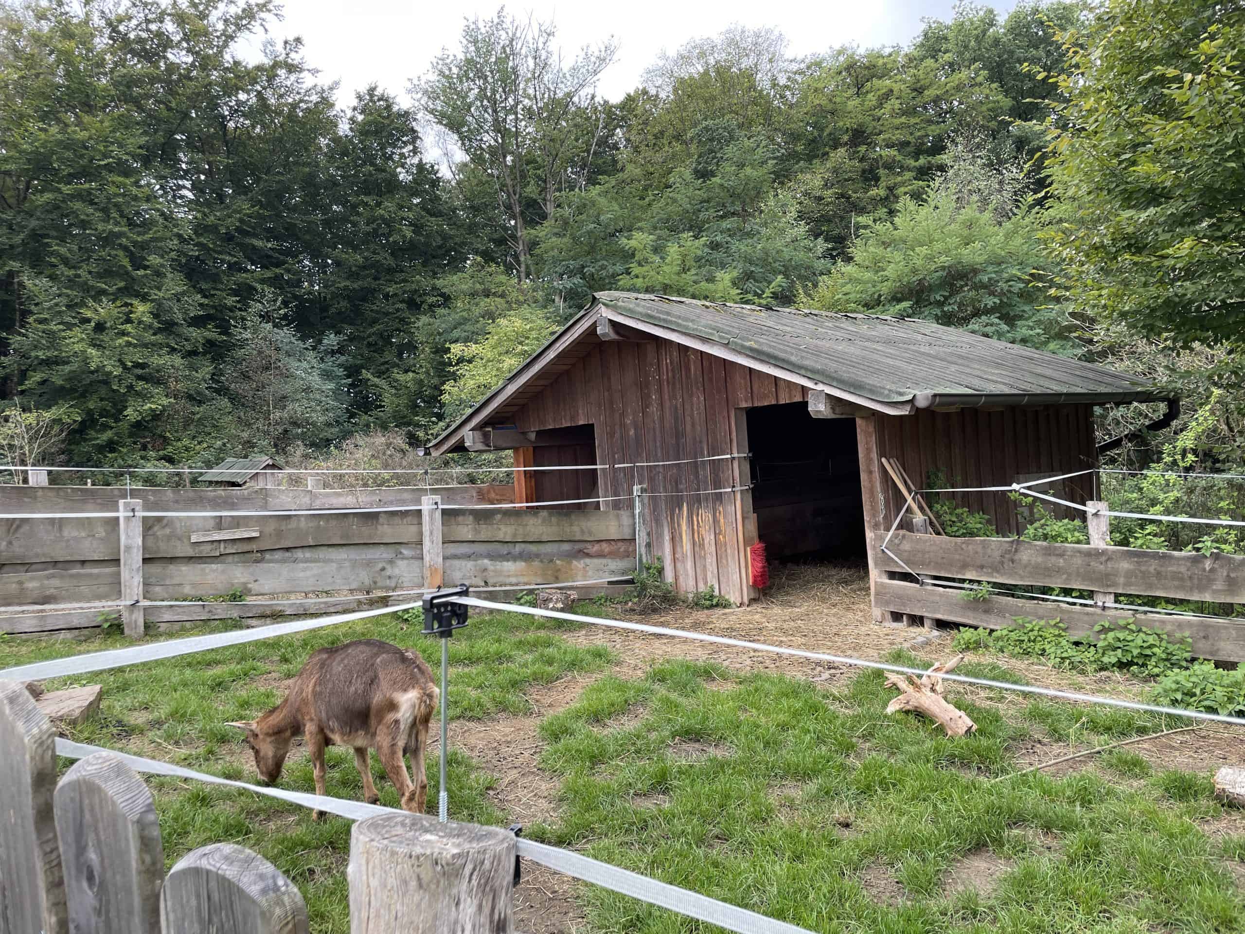 Europäischer Tier- und Naturschutzhof Much