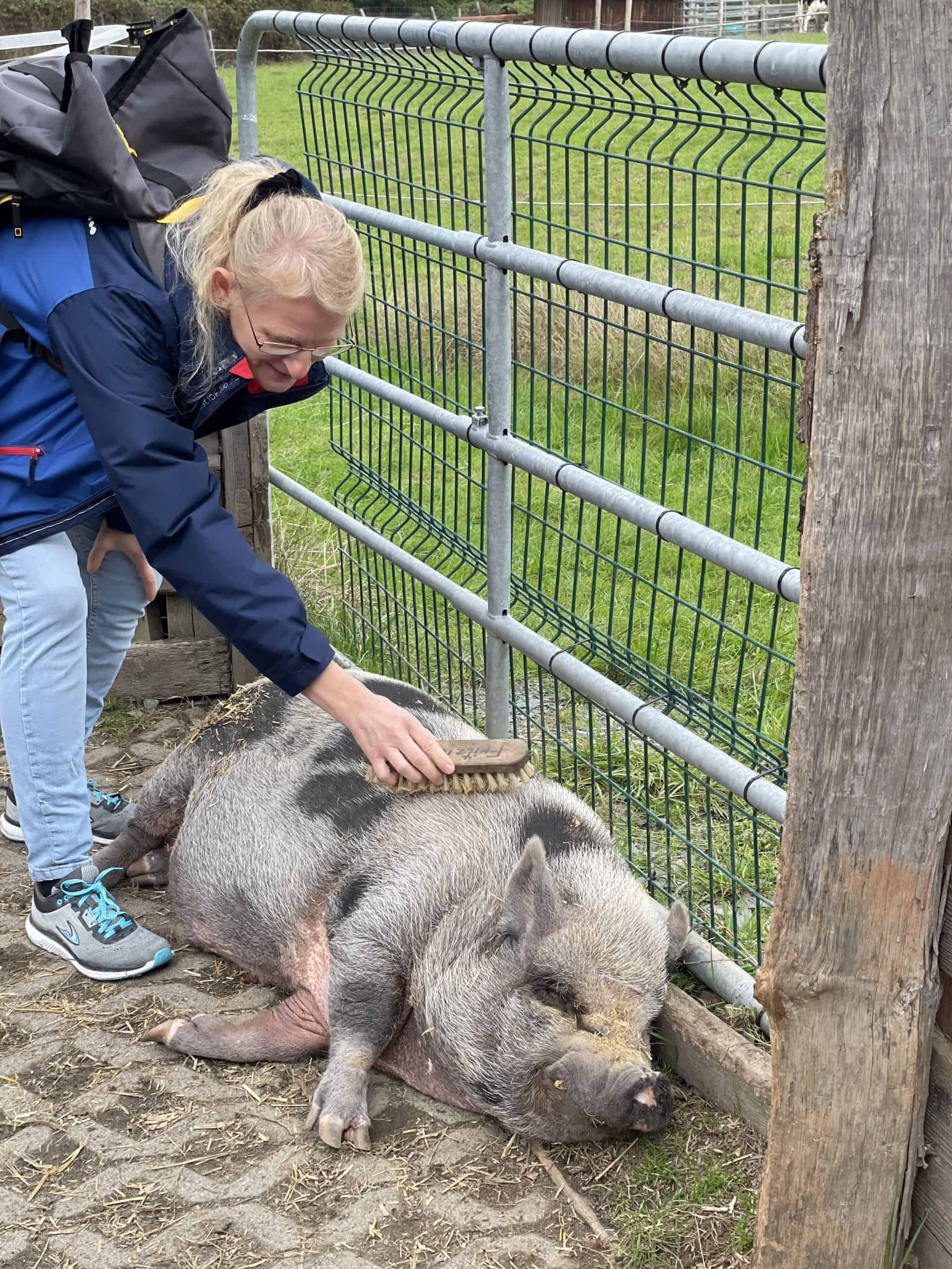 Europäischer Tier- und Naturschutzhof Much - Schwein