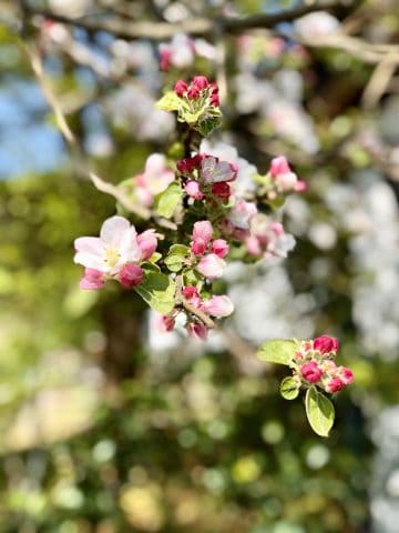 Blüten