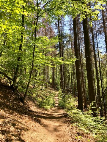 Waldpfad