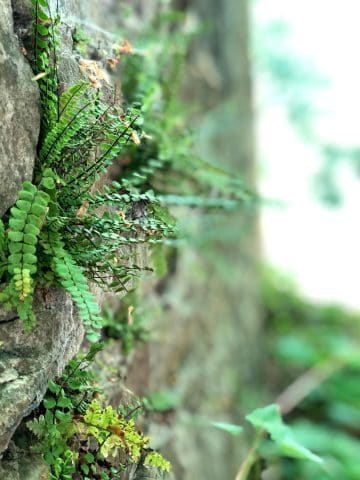 Flora und Fauna