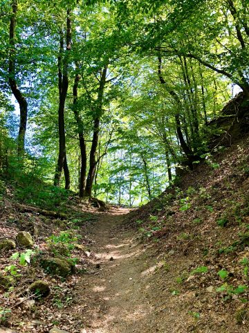 Steiler Waldweg